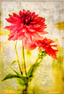 David Watkins Jr&nbsp;• <em>Red Dahlia on Gold</em>&nbsp;• Archival pigment print&nbsp;• 20″×&nbsp;24″&nbsp;• $235.00