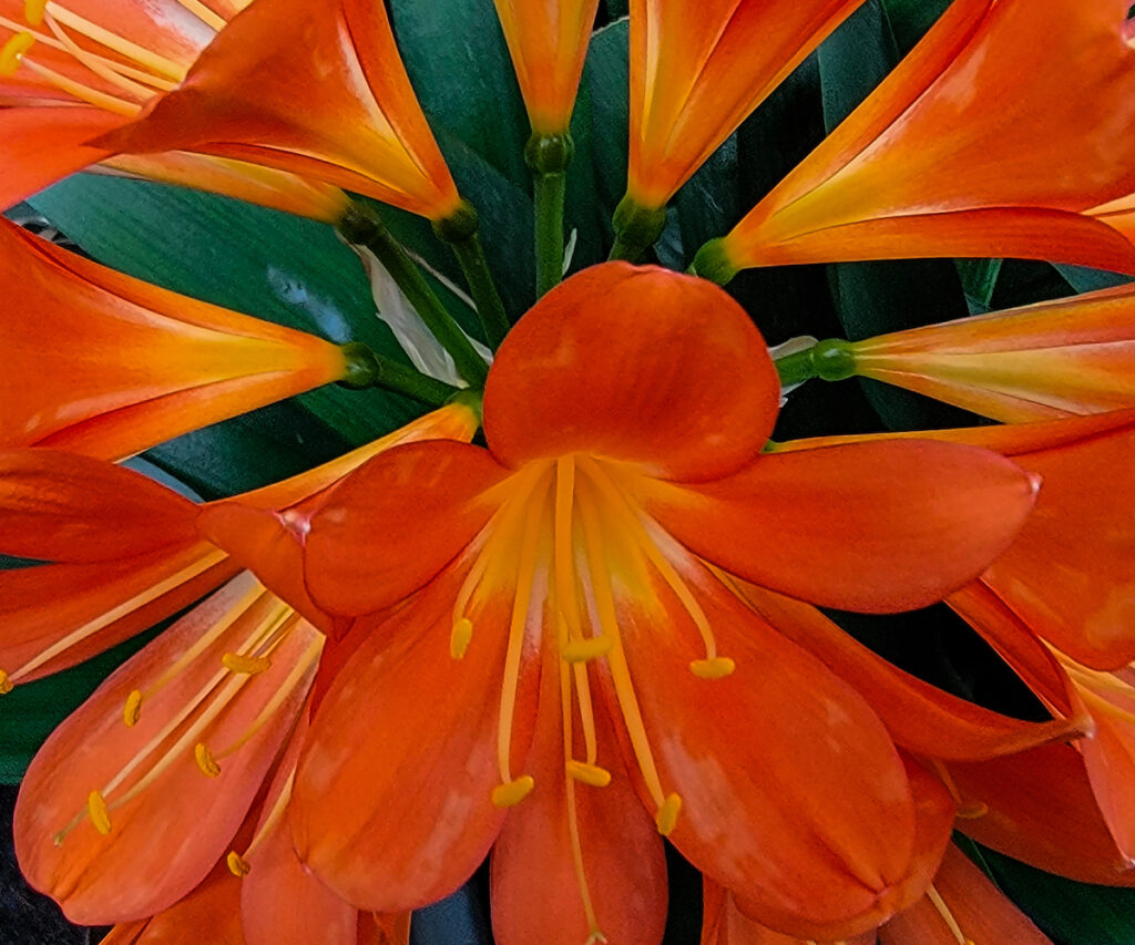 Nancy V. Ridenour&nbsp;• <em>Clivia</em>&nbsp;• Digital image on canvas&nbsp;• 24″×&nbsp;20″&nbsp;• $175.00<a class="purchase" href="https://state-of-the-art-gallery.square.site/product/nancy-v-ridenour-clivia/LVNUKUT5SXIDIUVCOSI2OVVD" target="_blank">Buy</a>