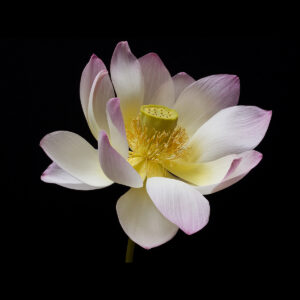 Nancy V. Ridenour&nbsp;• <em>Lotus on Black</em>&nbsp;• Digital image on canvas&nbsp;• 8″×&nbsp;8″&nbsp;• $40.00<a class="purchase" href="https://state-of-the-art-gallery.square.site/product/nancy-v-ridenour-lotus-on-black/QPAZ4RAKH6ADL2ZFU7BJDL45" target="_blank">Buy</a>