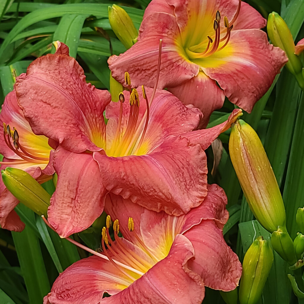 Nancy V. Ridenour&nbsp;• <em>Orange Day Lily</em>&nbsp;• Digital image on canvas&nbsp;• 8″×&nbsp;8″&nbsp;• $40.00<a class="purchase" href="https://state-of-the-art-gallery.square.site/product/nancy-v-ridenour-orange-day-lily/MVM4TMOXEJ743VW5YOLEEUK6" target="_blank">Buy</a>