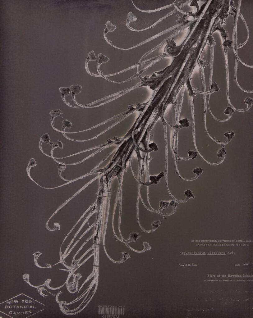 Christine Chin&nbsp;• <em>Argyroxiphium Virescens</em>&nbsp;• Silver print&nbsp;• 16″×&nbsp;20″&nbsp;• $300.00