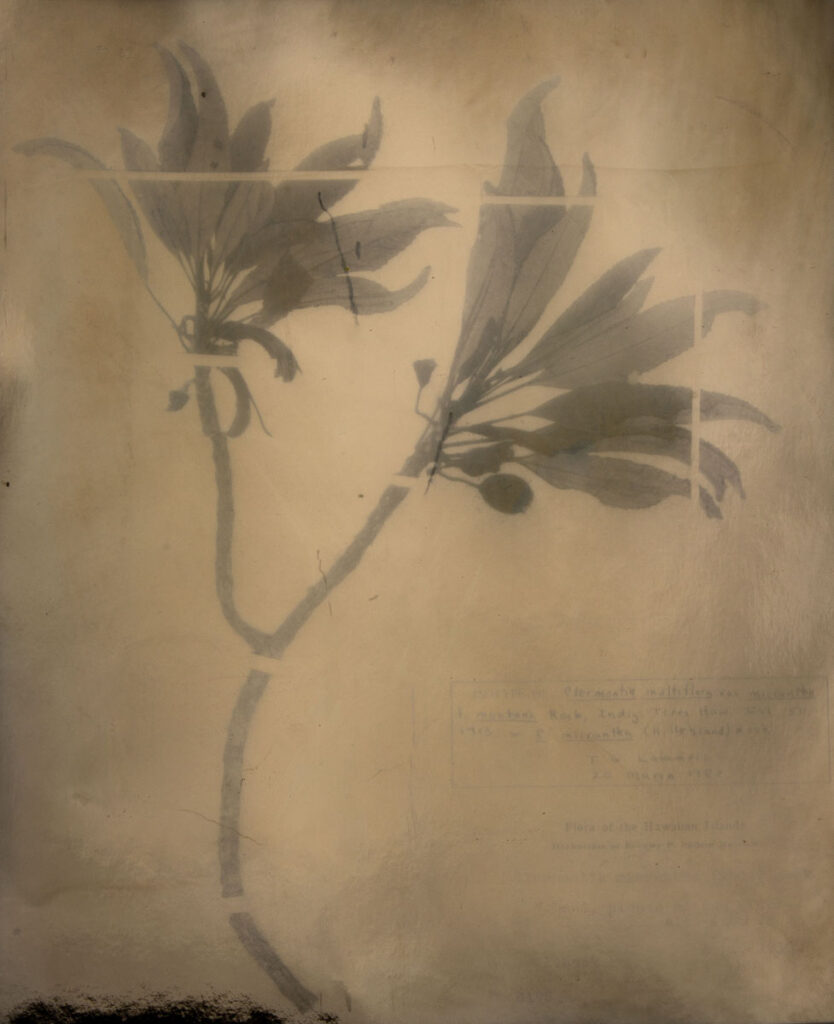 Christine Chin&nbsp;• <em>Clermontia Multiflora</em>&nbsp;• Silver print&nbsp;• 16″×&nbsp;20″&nbsp;• $300.00
