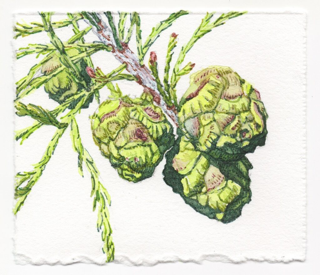 Dara Engler&nbsp;• <em>Cypress Cones</em>&nbsp;• Watercolor and colored pen on paper&nbsp;• 4″×&nbsp;3½″&nbsp;• $75.00