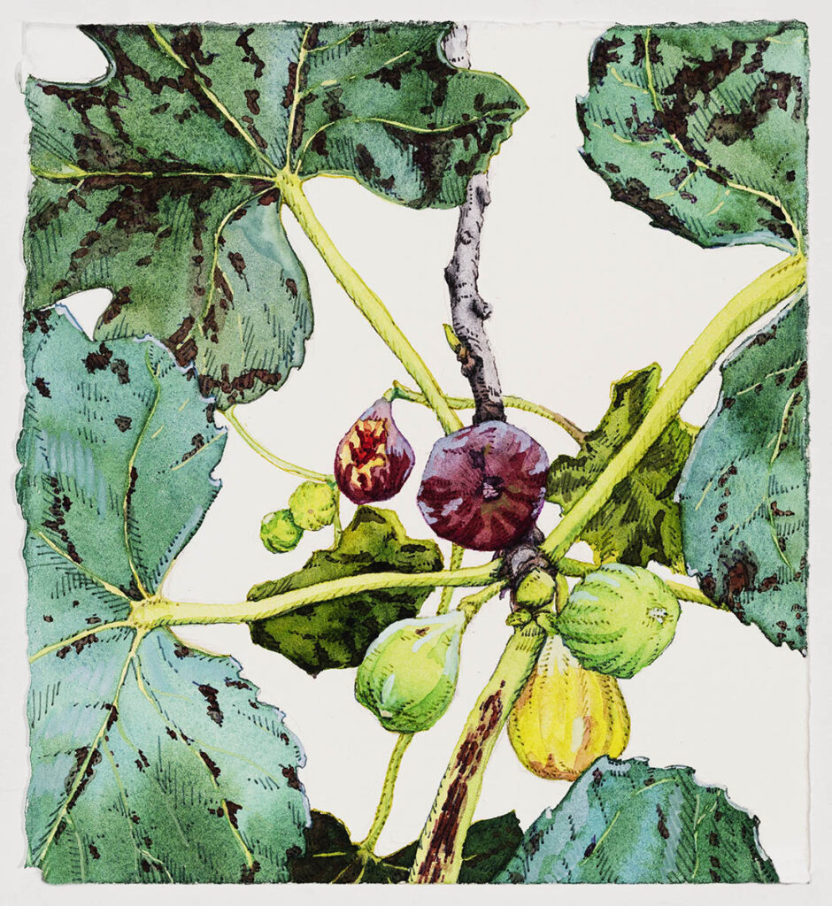 Dara Engler&nbsp;• <em>Figs 2</em>&nbsp;• Watercolor and colored pen on paper&nbsp;• 7″×&nbsp;7¾″&nbsp;• $280.00