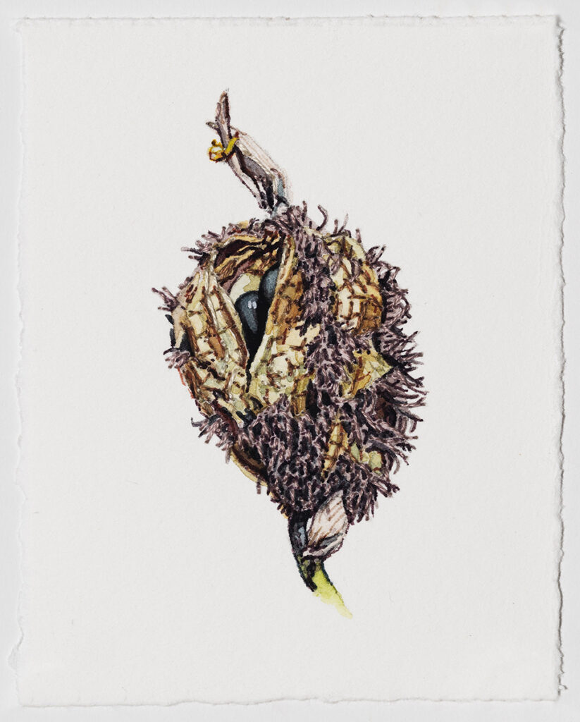 Dara Engler&nbsp;• <em>Seedpod</em>&nbsp;• Watercolor, embroidery, and colored pen on paper&nbsp;• 3¼″×&nbsp;4¼″&nbsp;• $200.00