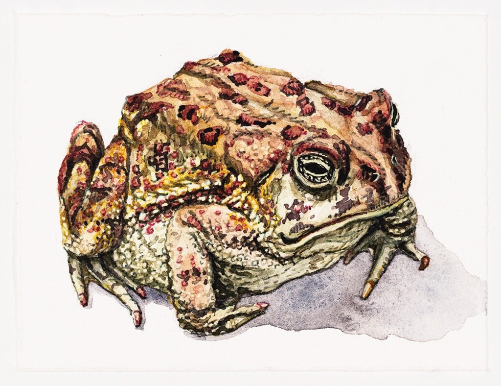 Dara Engler&nbsp;• <em>Toad</em>&nbsp;• Watercolor and colored pen on paper&nbsp;• 5½″×&nbsp;4¼″&nbsp;• $120.00