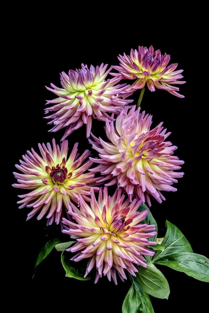 Nancy V Ridenour&nbsp;• <em>Dahlia Bouquet by</em>&nbsp;• Digital image on canvas&nbsp;• 24″×&nbsp;36″&nbsp;• $225.00