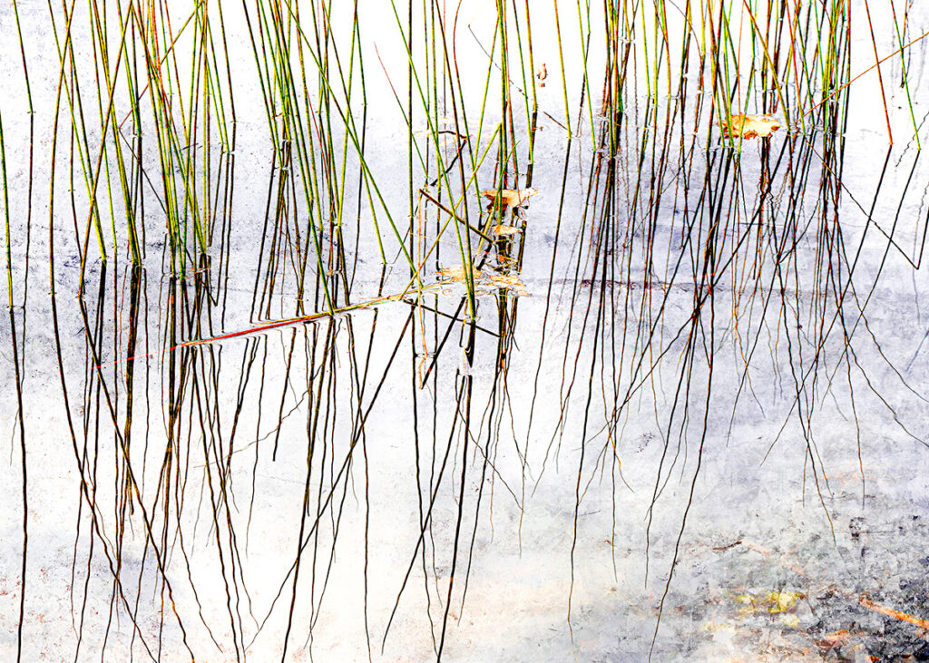 David Watkins&nbsp;• <em>Reeds and Reflected Sky</em>&nbsp;• Archival pigment print, framed and matted&nbsp;• 20″×&nbsp;16″&nbsp;• $215.00<a class="purchase" href="https://state-of-the-art-gallery.square.site/product/david-watkins-reeds-and-reflected-sky/W4KPFERVYXENL4F2Y7JWX5PT" target="_blank">Buy</a>