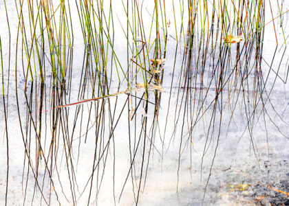 David Watkins&nbsp;• <em>Reeds and Reflected Sky</em>&nbsp;• Archival pigment print, framed and matted&nbsp;• 20″×&nbsp;16″&nbsp;• $215.00<span class="sold"></span>