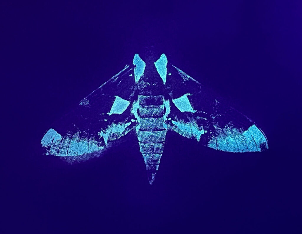 Christine Chin&nbsp;• <em>Glow Moth Eumorpha (Eumorpha achemon)</em>&nbsp;• Silkscreen&nbsp;• 10″×&nbsp;8″&nbsp;• $60.00