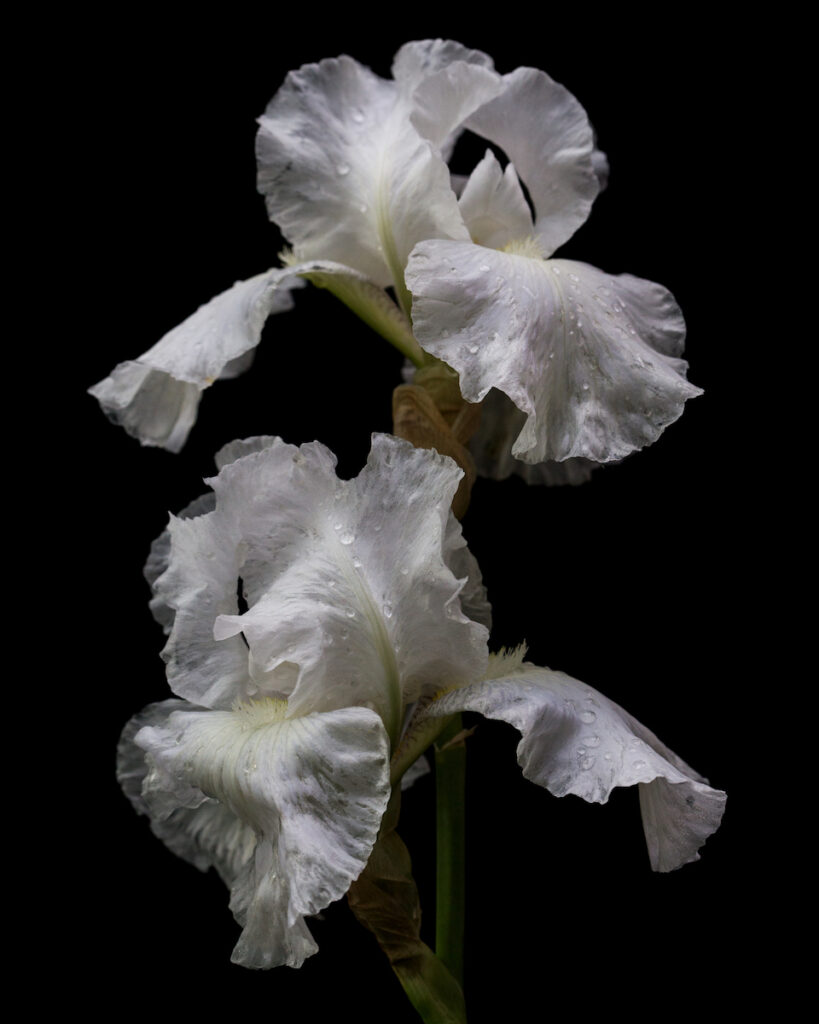 Nancy Ridenour&nbsp;• <em>White Iris on Black</em>&nbsp;• Digital image on canvas&nbsp;• 24″×&nbsp;36″&nbsp;• $225.00