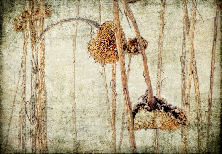 Thistle be The Day that I Die by David Watkins