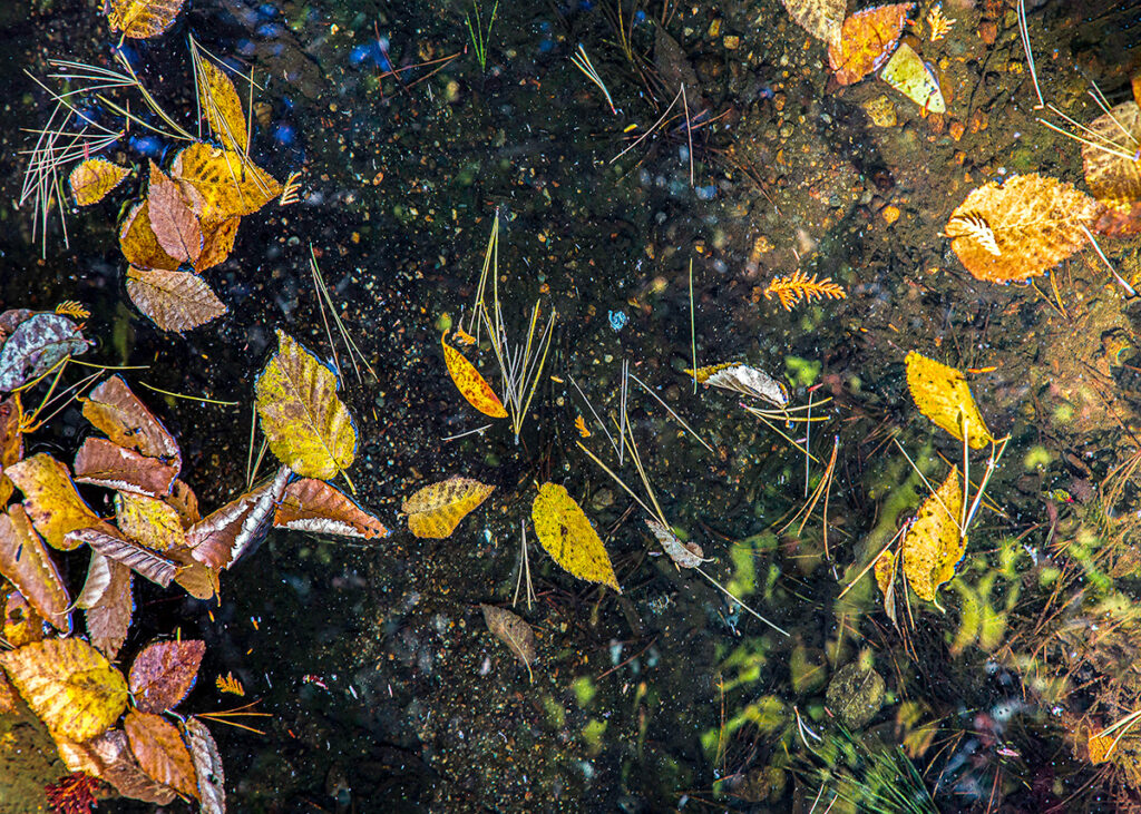 David Watkins&nbsp;• <em>At the Shallow End</em>&nbsp;• Archival pigment print, framed and matted&nbsp;• 20″×&nbsp;16″&nbsp;• $185.00<a class="purchase" href="https://state-of-the-art-gallery.square.site/product/david-watkins-at-the-shallow-end/35CG7W6Z7KQKHG4TBEXBE5EF" target="_blank">Buy</a>