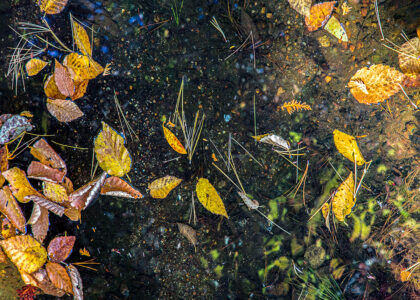 David Watkins&nbsp;• <em>At the Shallow End</em>&nbsp;• Archival pigment print, framed and matted&nbsp;• 20″×&nbsp;16″&nbsp;• $185.00<a class="purchase" href="https://state-of-the-art-gallery.square.site/product/david-watkins-at-the-shallow-end/35CG7W6Z7KQKHG4TBEXBE5EF" target="_blank">Buy</a>