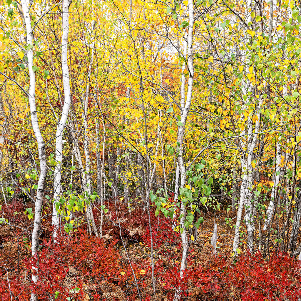 David Watkins&nbsp;• <em>Birch and Low Bush Blueberry, Acadia, NP</em>&nbsp;• Archival pigment print, framed and matted&nbsp;• 30″×&nbsp;30″&nbsp;• NFS