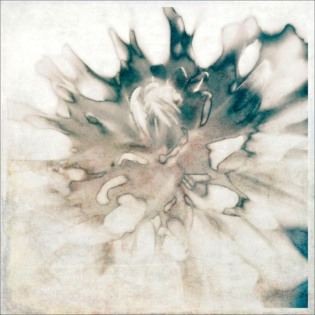 David Watkins&nbsp;• <em>Dahlia Reimagined</em>&nbsp;• Archival pigment print, framed and matted&nbsp;• 18″×&nbsp;18″&nbsp;• $185.00<span class="sold"></span>