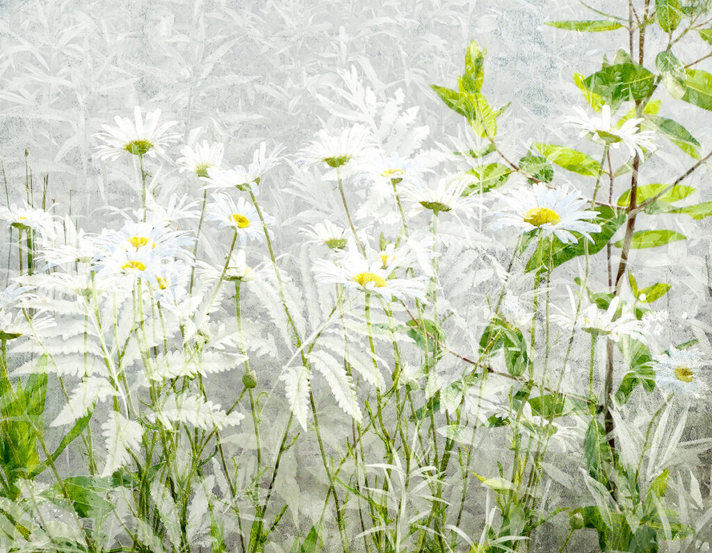 David Watkins&nbsp;• <em>Daisies on Ferns</em>&nbsp;• Archival pigment print, framed and matted&nbsp;• 24″×&nbsp;20″&nbsp;• $235.00<a class="purchase" href="https://state-of-the-art-gallery.square.site/product/david-watkins-daisies-on-ferns/OYJP7MC4RAPPBADSSRJCJMPU" target="_blank">Buy</a>