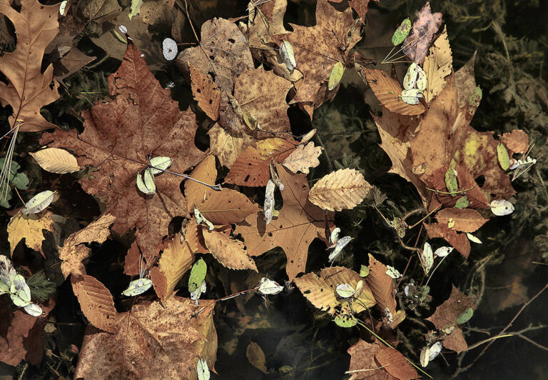 Fallen by David Watkins