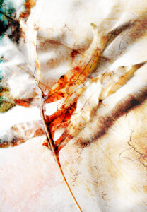 David Watkins&nbsp;• <em>Fern Shadows</em>&nbsp;• Archival pigment print, framed and matted&nbsp;• 20″×&nbsp;30″&nbsp;• $325.00<span class="sold"></span>