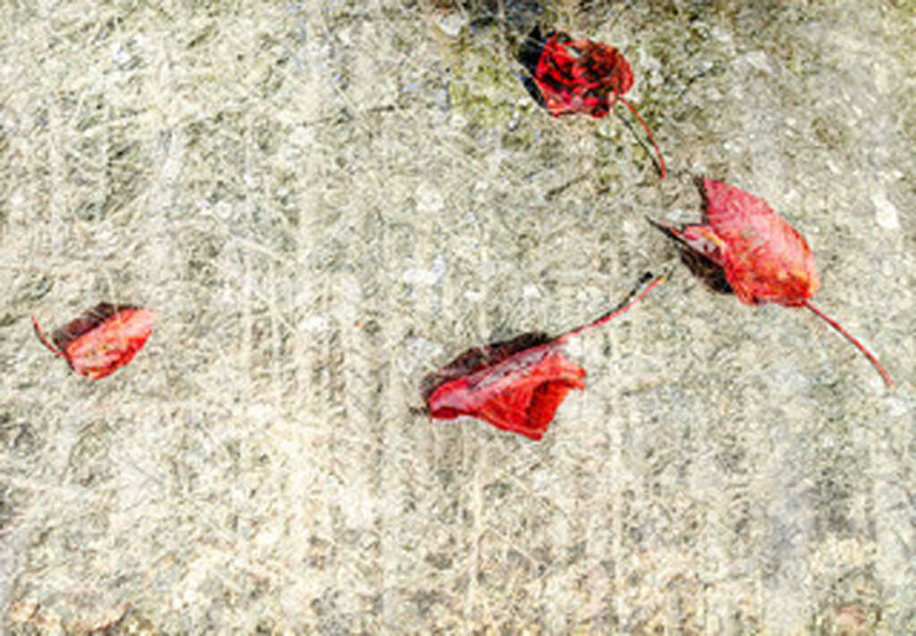 David Watkins&nbsp;• <em>Ghosts and Red Leaves on Granite</em>&nbsp;• Archival pigment print, framed and matted&nbsp;• 20″×&nbsp;16″&nbsp;• $185.00