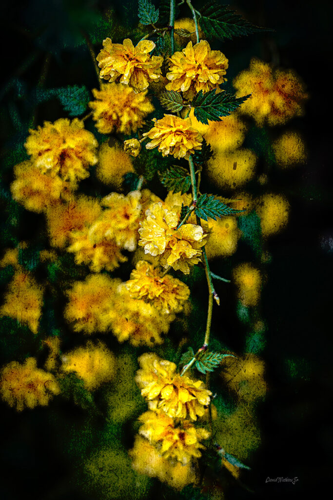 David Watkins&nbsp;• <em>Keria Golden Guinea</em>&nbsp;• Archival pigment print, framed and matted&nbsp;• 20″×&nbsp;30″&nbsp;• $325.00<a class="purchase" href="https://state-of-the-art-gallery.square.site/product/david-watkins-keria-golden-guinea/J7O54EBILWOZGOE47E5JBNJP" target="_blank">Buy</a>