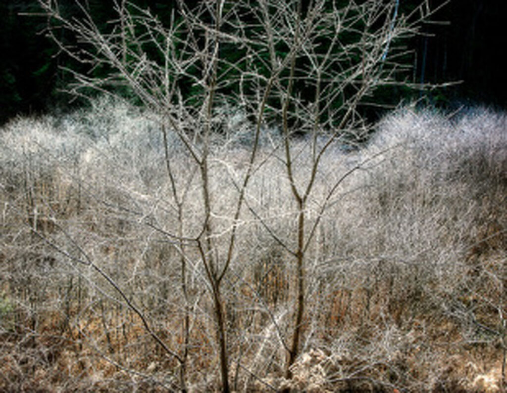David Watkins&nbsp;• <em>November's Frozen Mist</em>&nbsp;• Archival pigment print, framed and matted&nbsp;• 24″×&nbsp;20″&nbsp;• $235.00