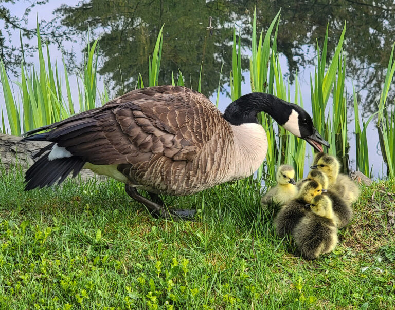 Ridenour_Goose and Chicks