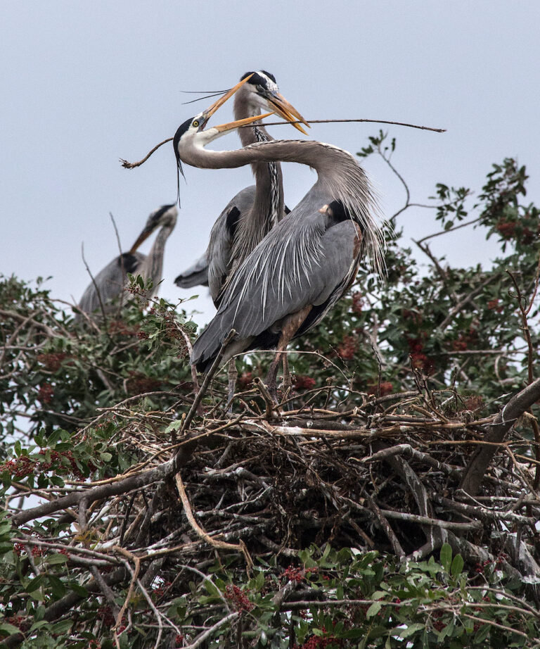 Ridenour_Herons Making Nest