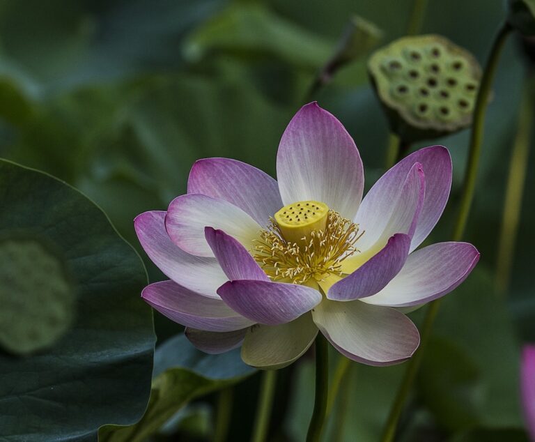 Ridenour_Lotus in Pond