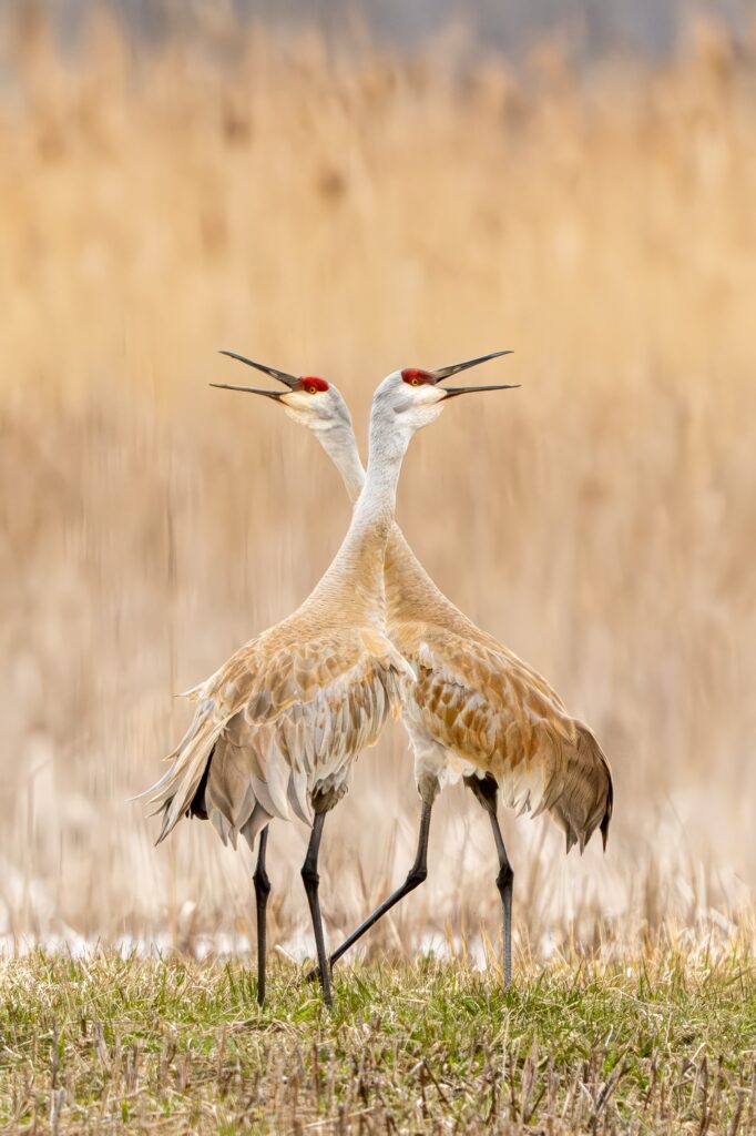 William Baburchak&nbsp;• <em>A Call To Arms</em>&nbsp;• Digital print&nbsp;• 25″×&nbsp;35″&nbsp;• $695.00