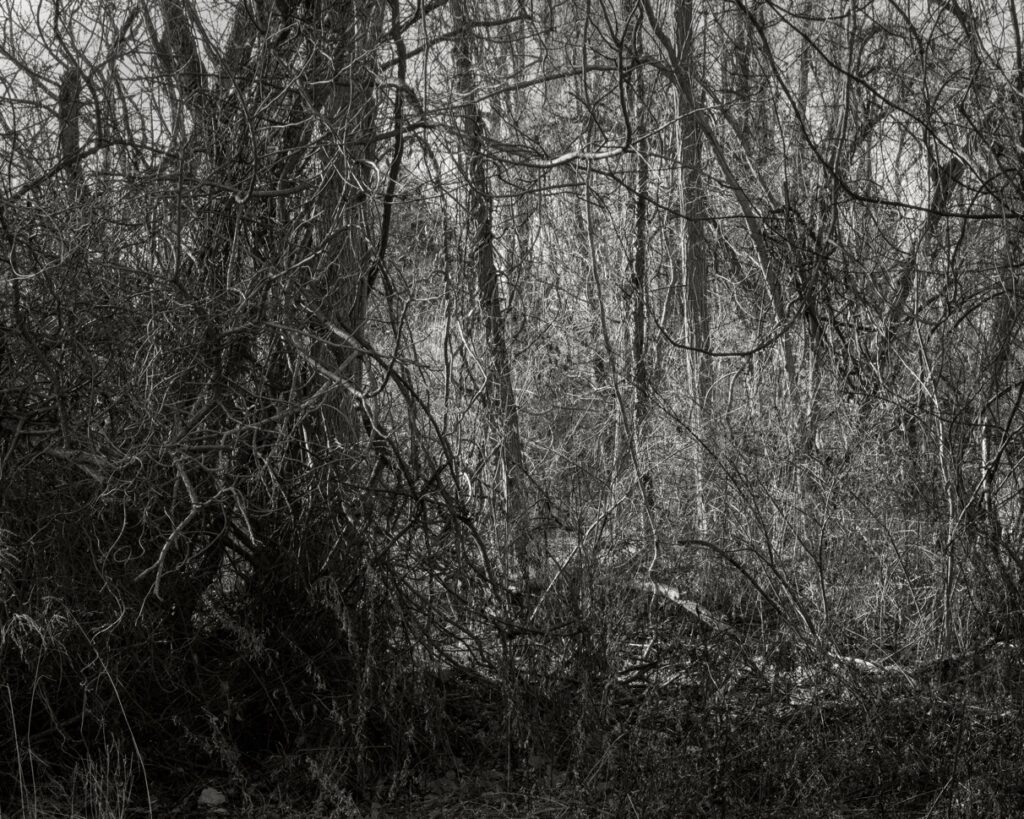 George Kimmerling&nbsp;• <em>Overgrowth</em>&nbsp;• Archival pigment print&nbsp;• 24″×&nbsp;20″&nbsp;• $700.00