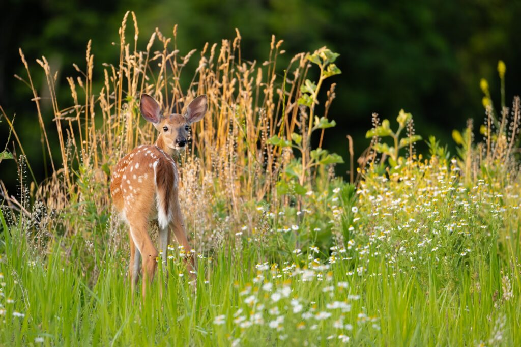 John Mack&nbsp;• <em>Fawn</em>&nbsp;• Digital print&nbsp;• 19″×&nbsp;13″&nbsp;• $199.00