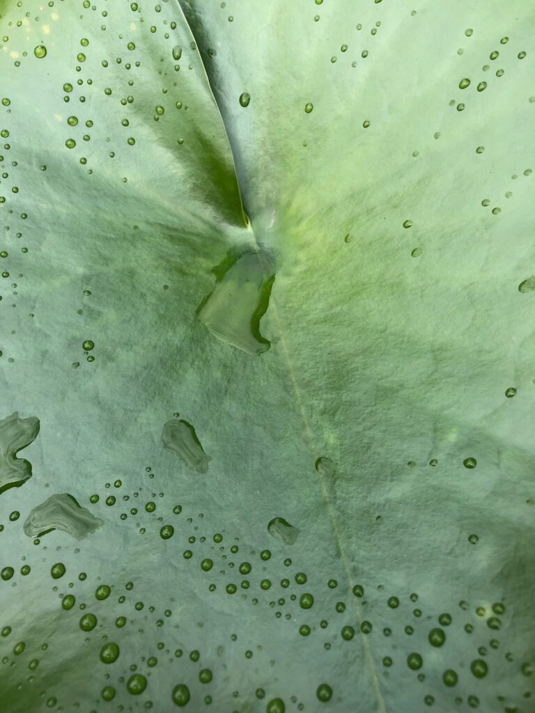 Merri J Markovitch&nbsp;• <em>Lily Pad Study With Raindrops</em>&nbsp;• Digital print&nbsp;• 16″×&nbsp;20″&nbsp;• $200.00