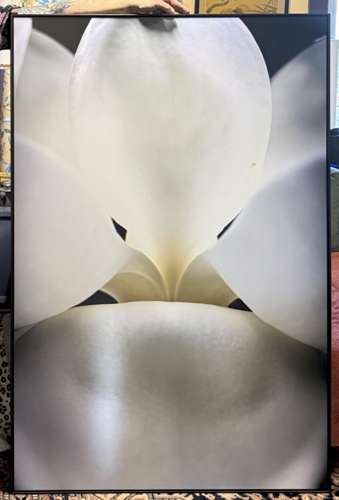 Ryan McCarty&nbsp;• <em>Magnolia</em>&nbsp;• Print on aluminium in floater frame&nbsp;• 36″×&nbsp;60″&nbsp;• $2,000.00