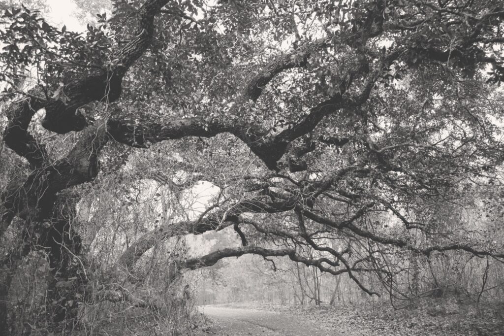 Teri Pelton&nbsp;• <em>Twisted Echoes</em>&nbsp;• Digital print&nbsp;• 14″×&nbsp;11″&nbsp;• NFS