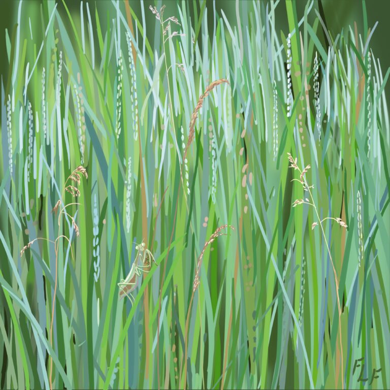 Grass, Mantis by Frances Fawcett