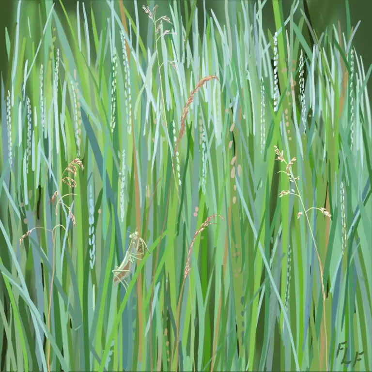 Grass, Mantis by Frances Fawcett