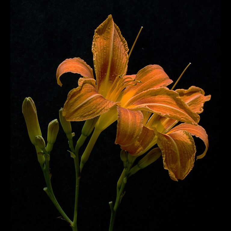Ditch Daylilies by Nancy Ridenour
