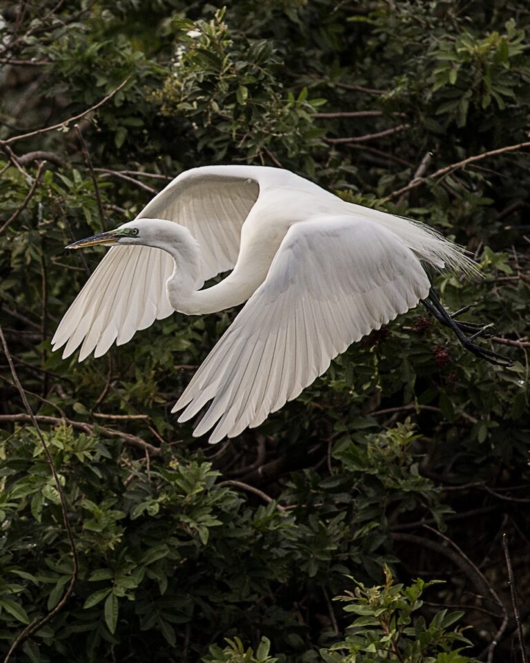 2026_09_Ridenour_NANCY_Egret_at_Venice_Rookery_nlna2z_smzkd0